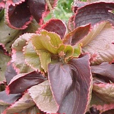 Acalypha Wilkesiana Ceylon | The Stunning Red Twisted Leaves Fire Dragon Plant