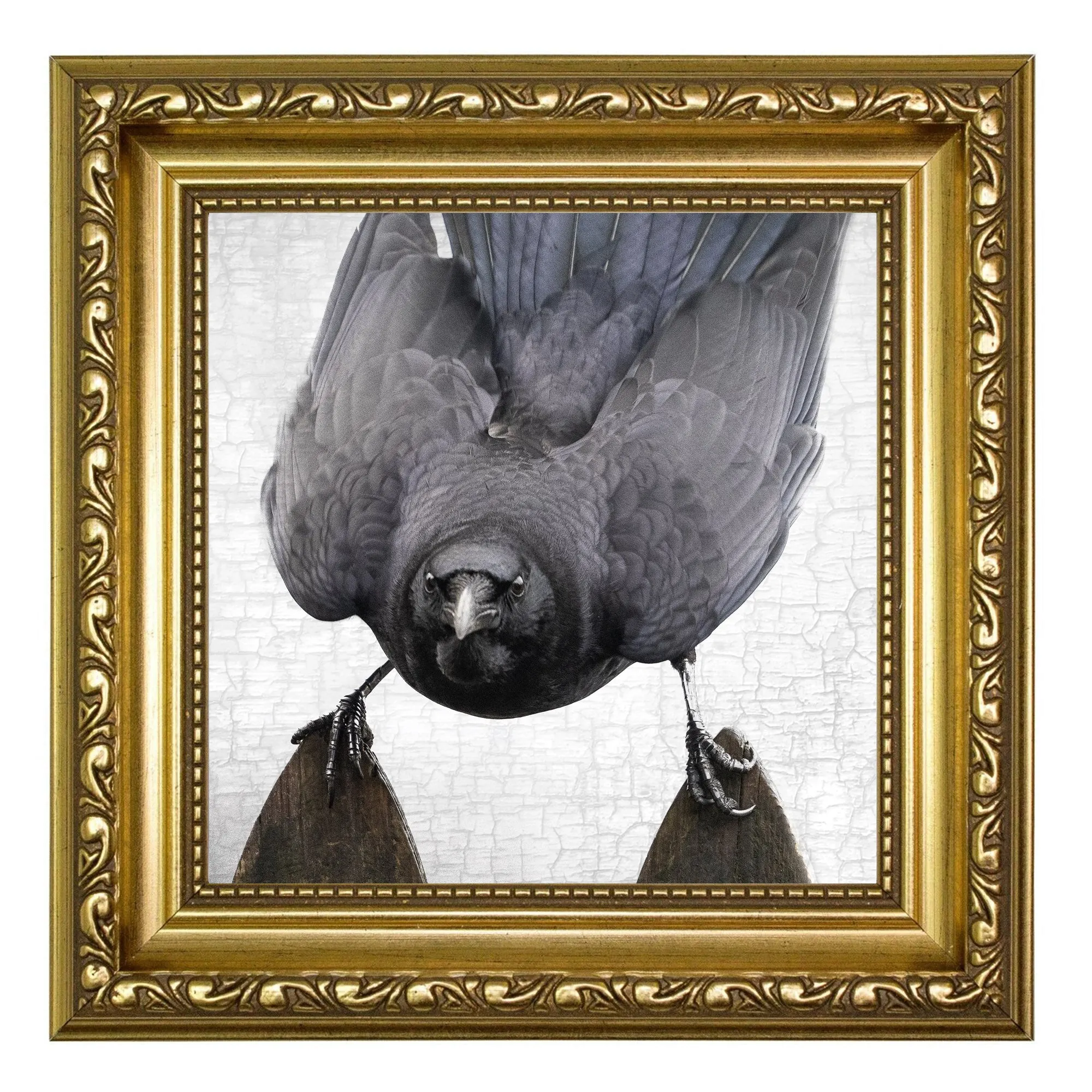 FENCING CHAMPION - Fine Art Print, Crow Portrait Series