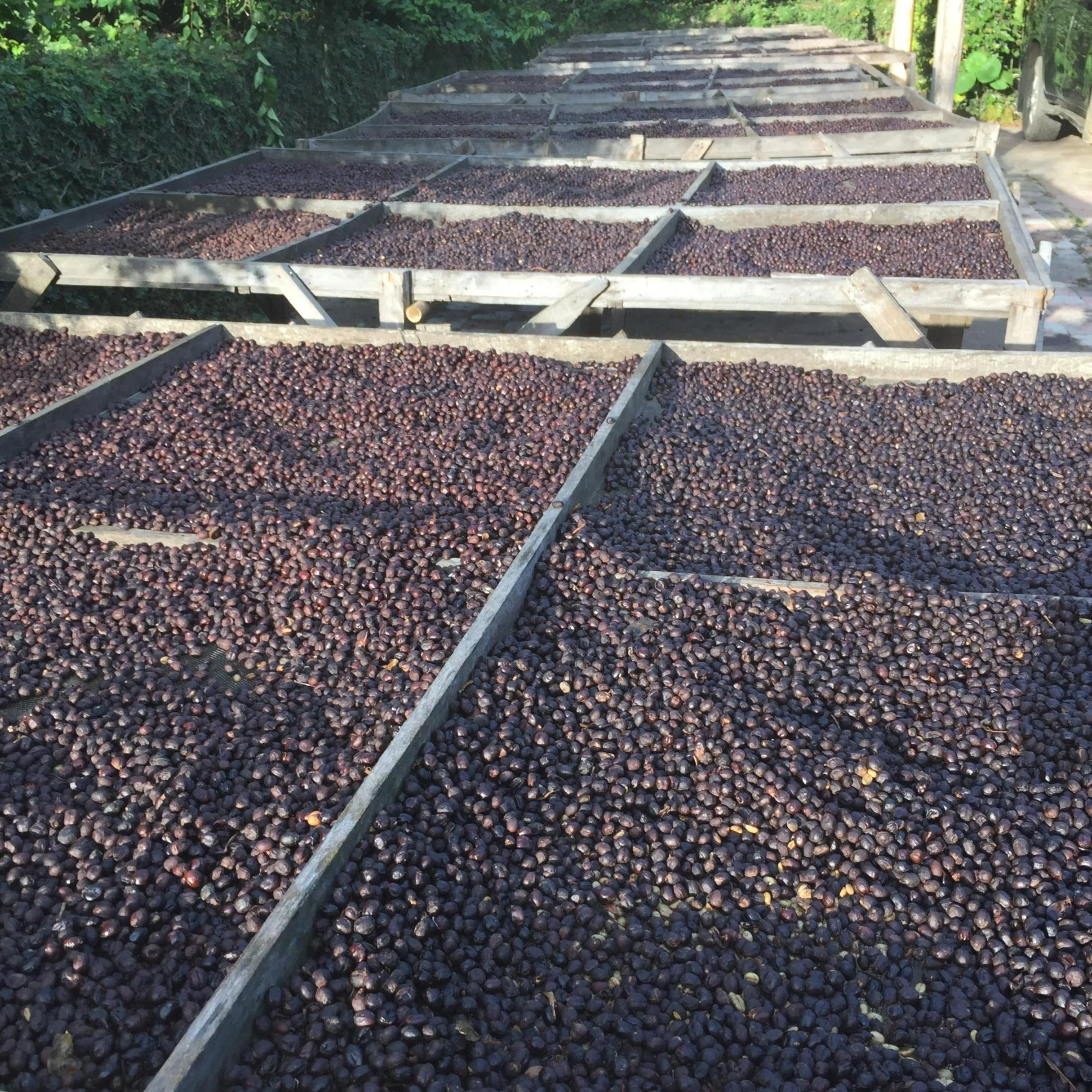 Finca San Francisco Extended Anaerobic Natural - Apaneca – Ilamapetec