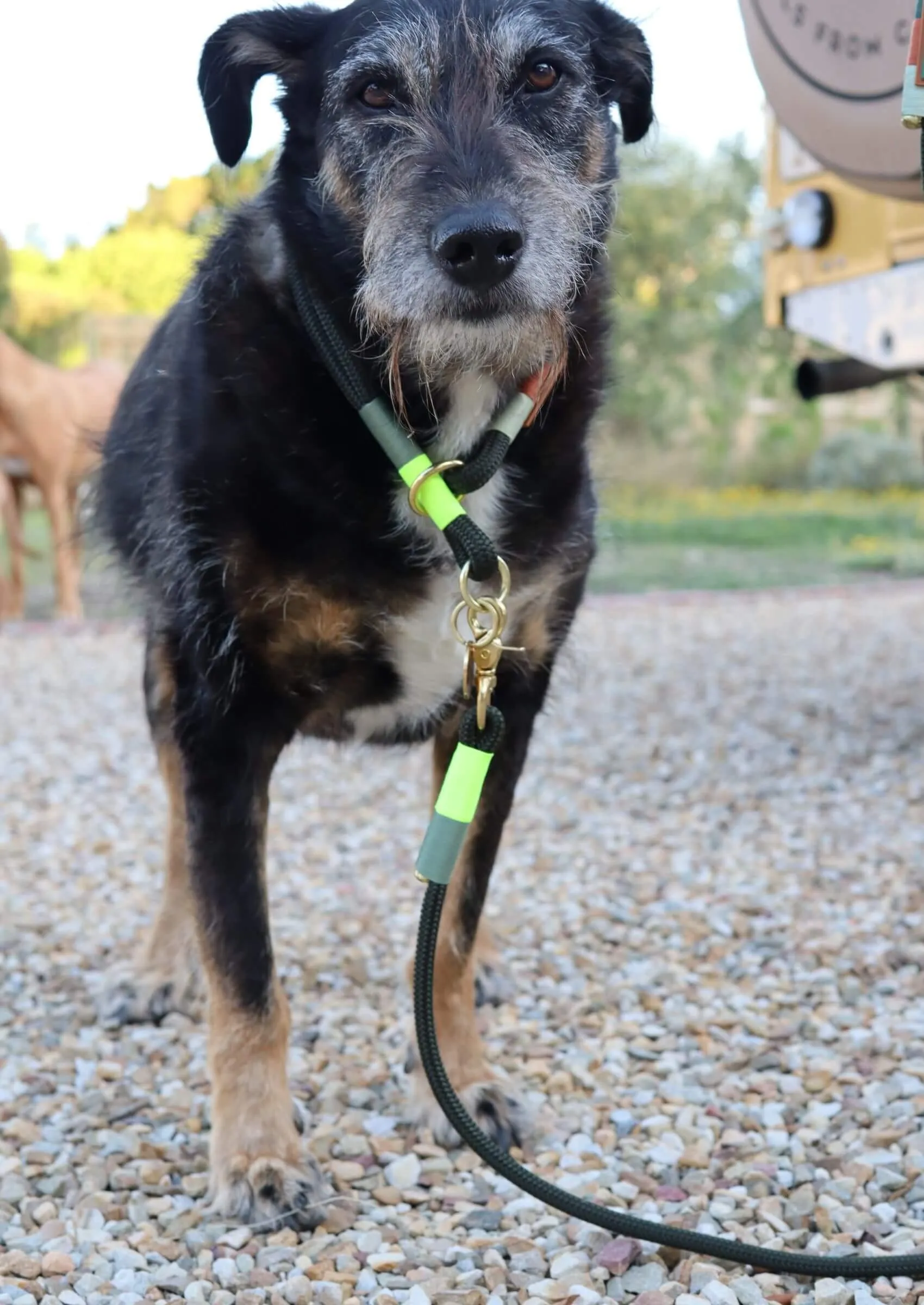 O-Ring Choker Dog Collar | Glow Bokkie on Olive