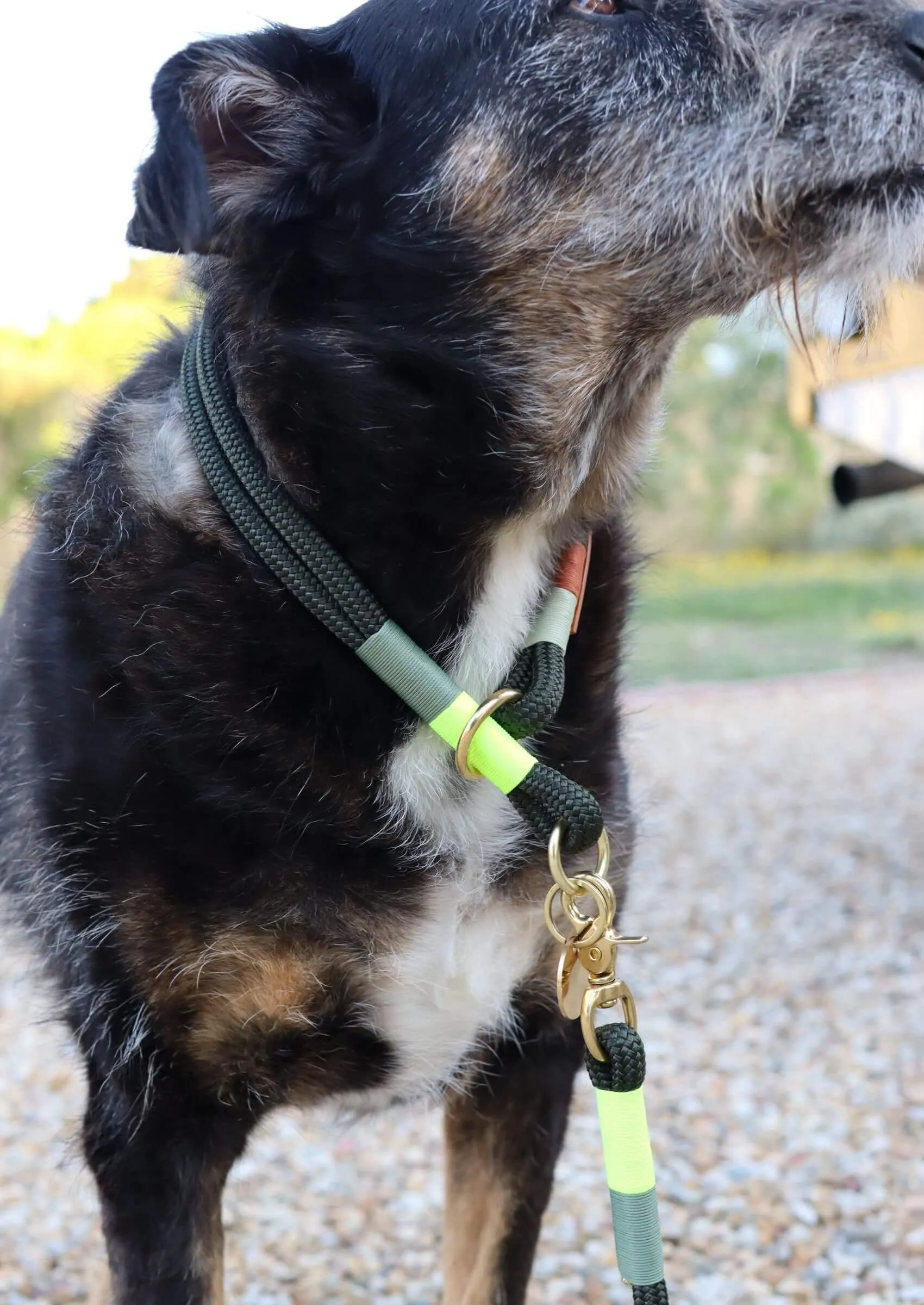 O-Ring Choker Dog Collar | Glow Bokkie on Olive