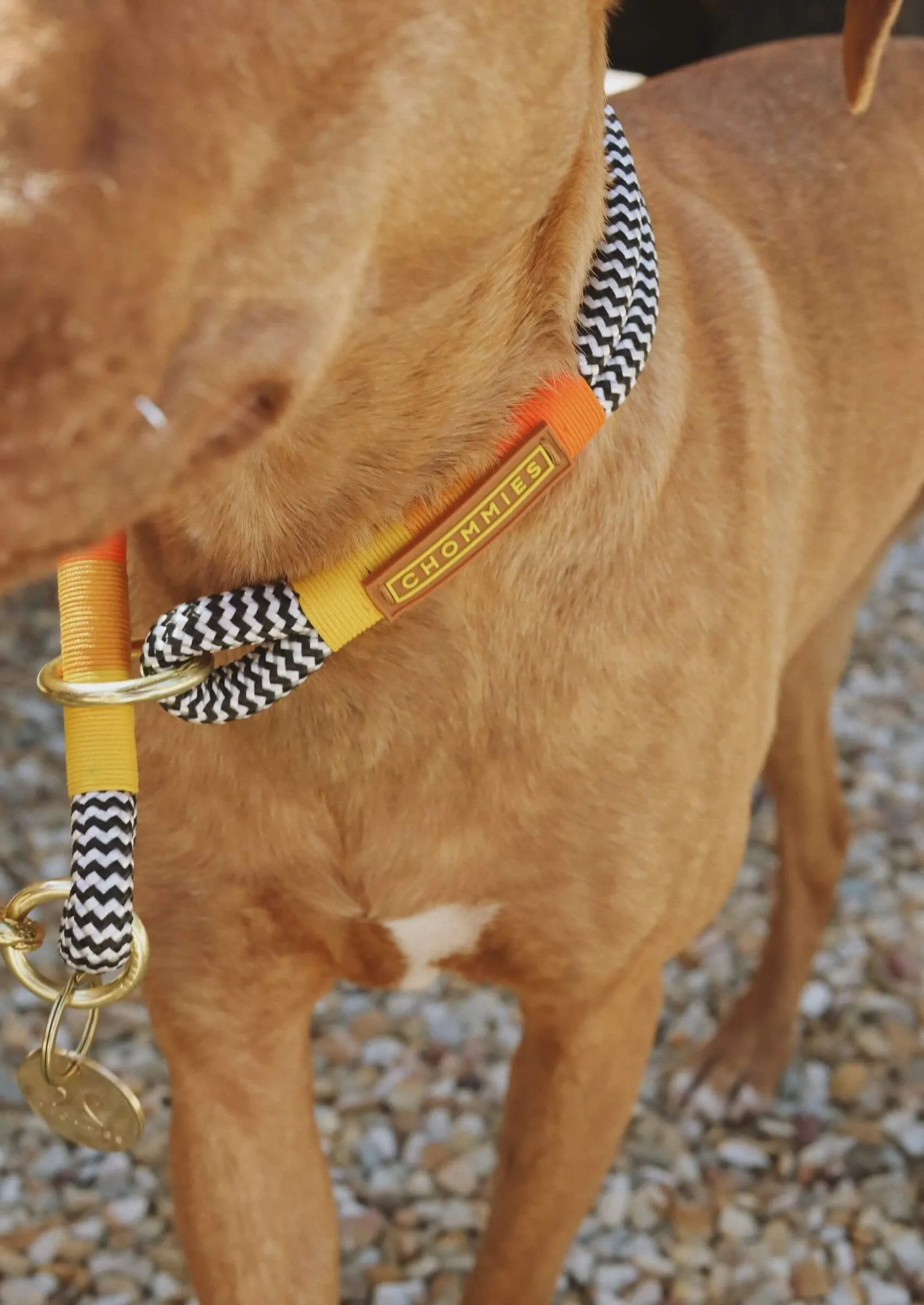 O-Ring Choker Dog Collar | Instant Honey