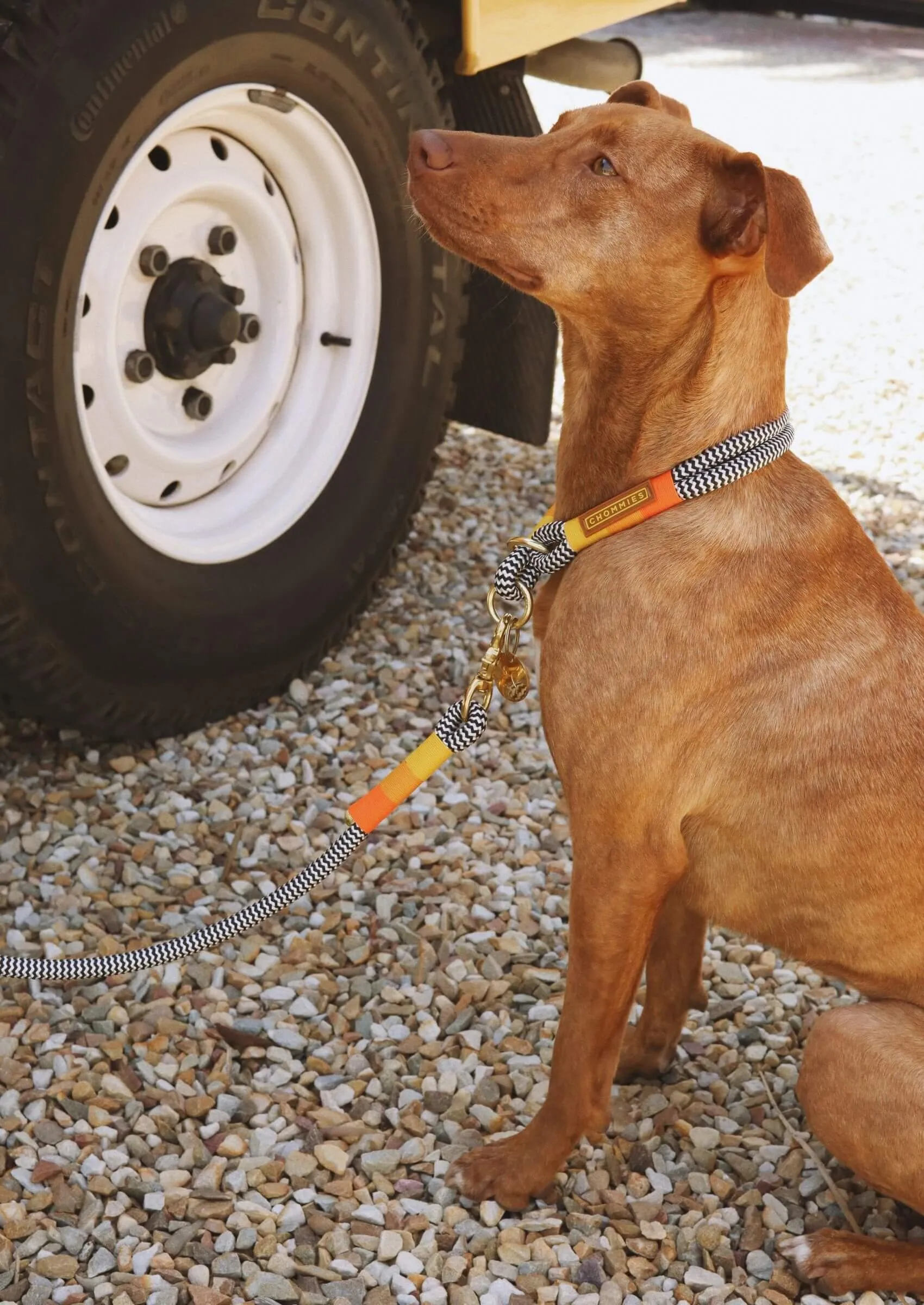 O-Ring Choker Dog Collar | Instant Honey