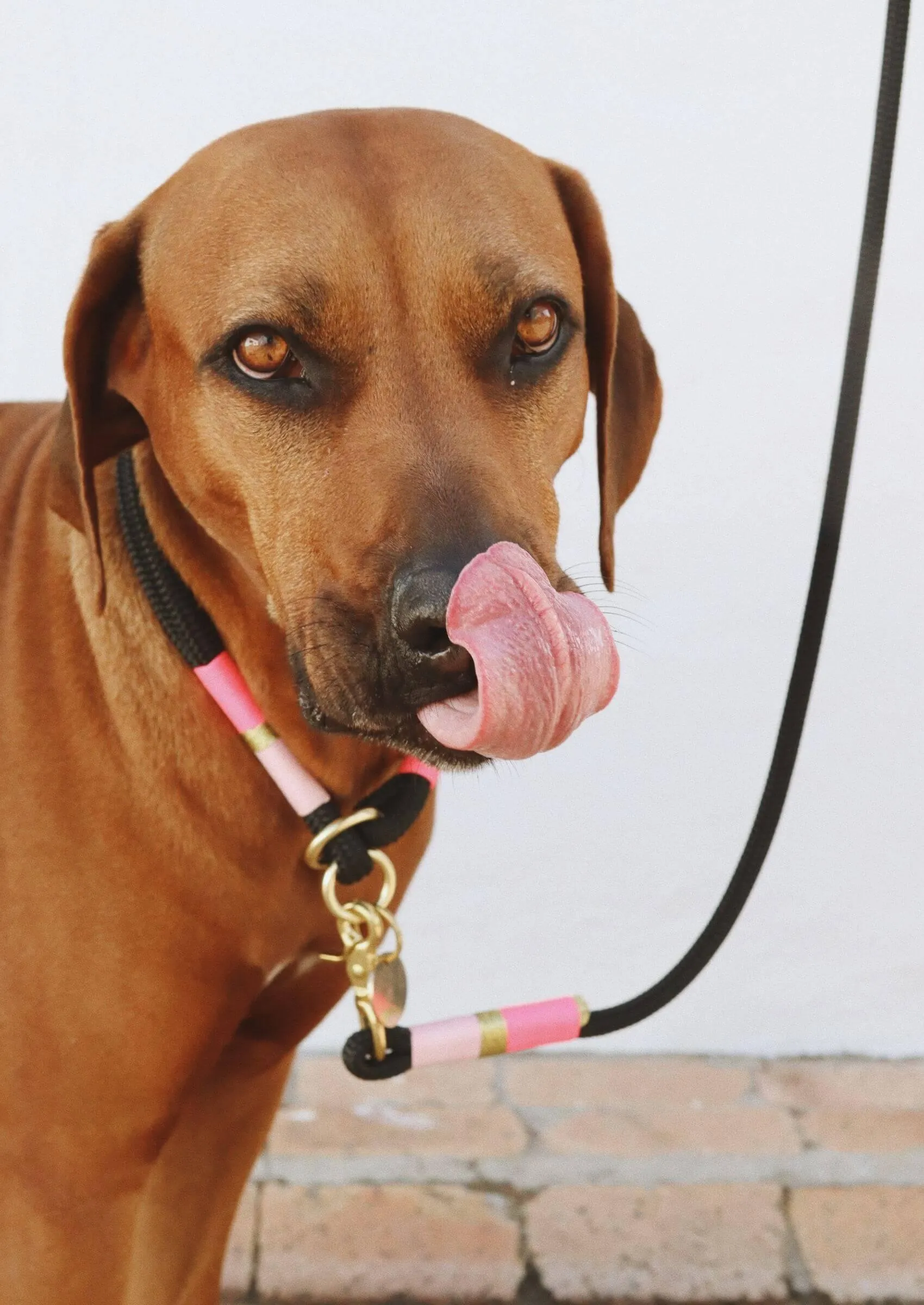 O-Ring Choker Dog Collar | Pink Acid on Black