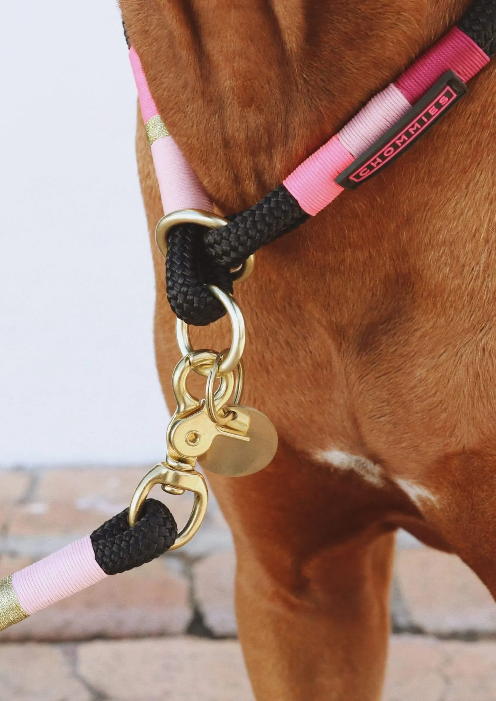 O-Ring Choker Dog Collar | Pink Acid on Black