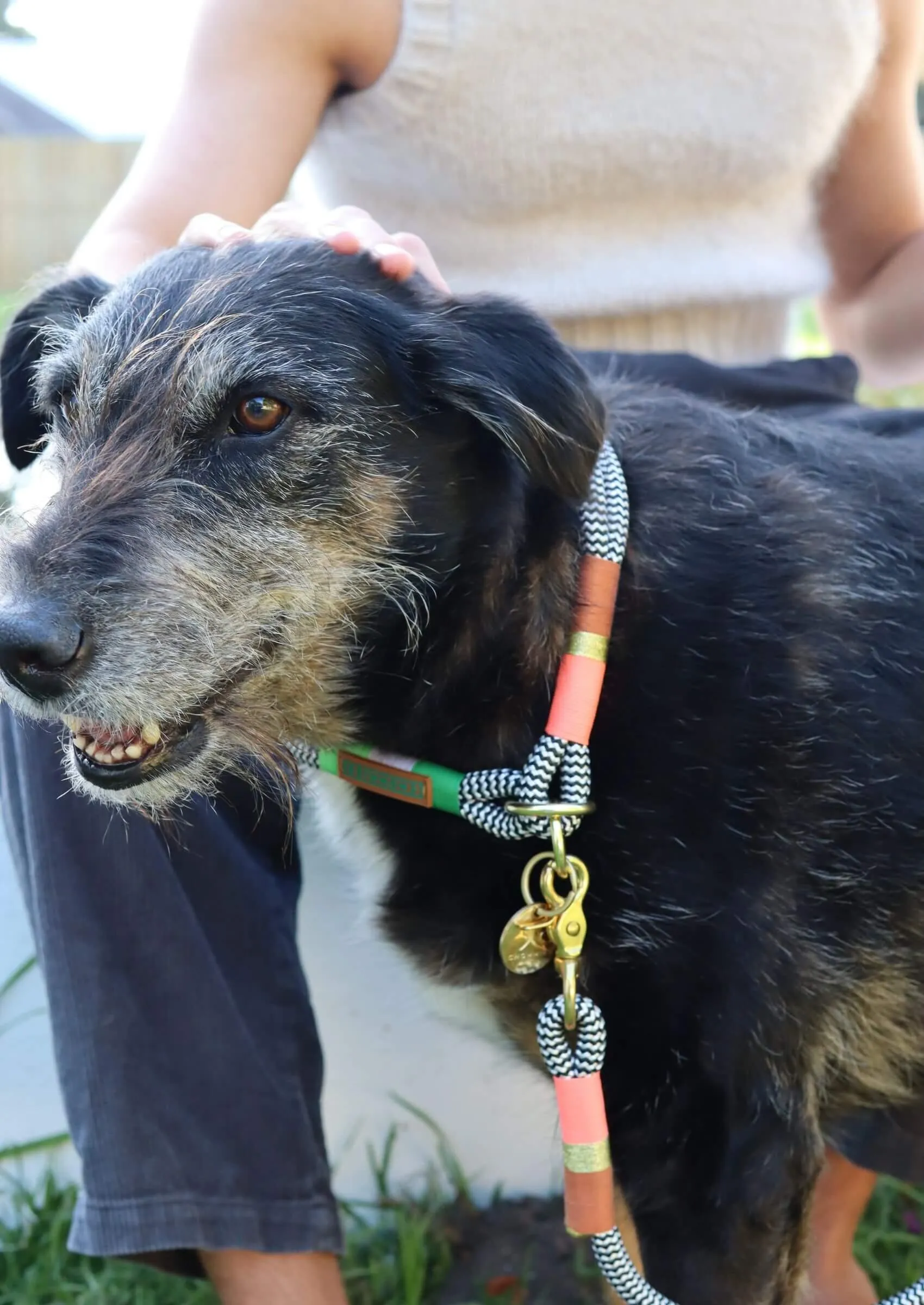 O-Ring Choker Dog Collar | Spring Bark