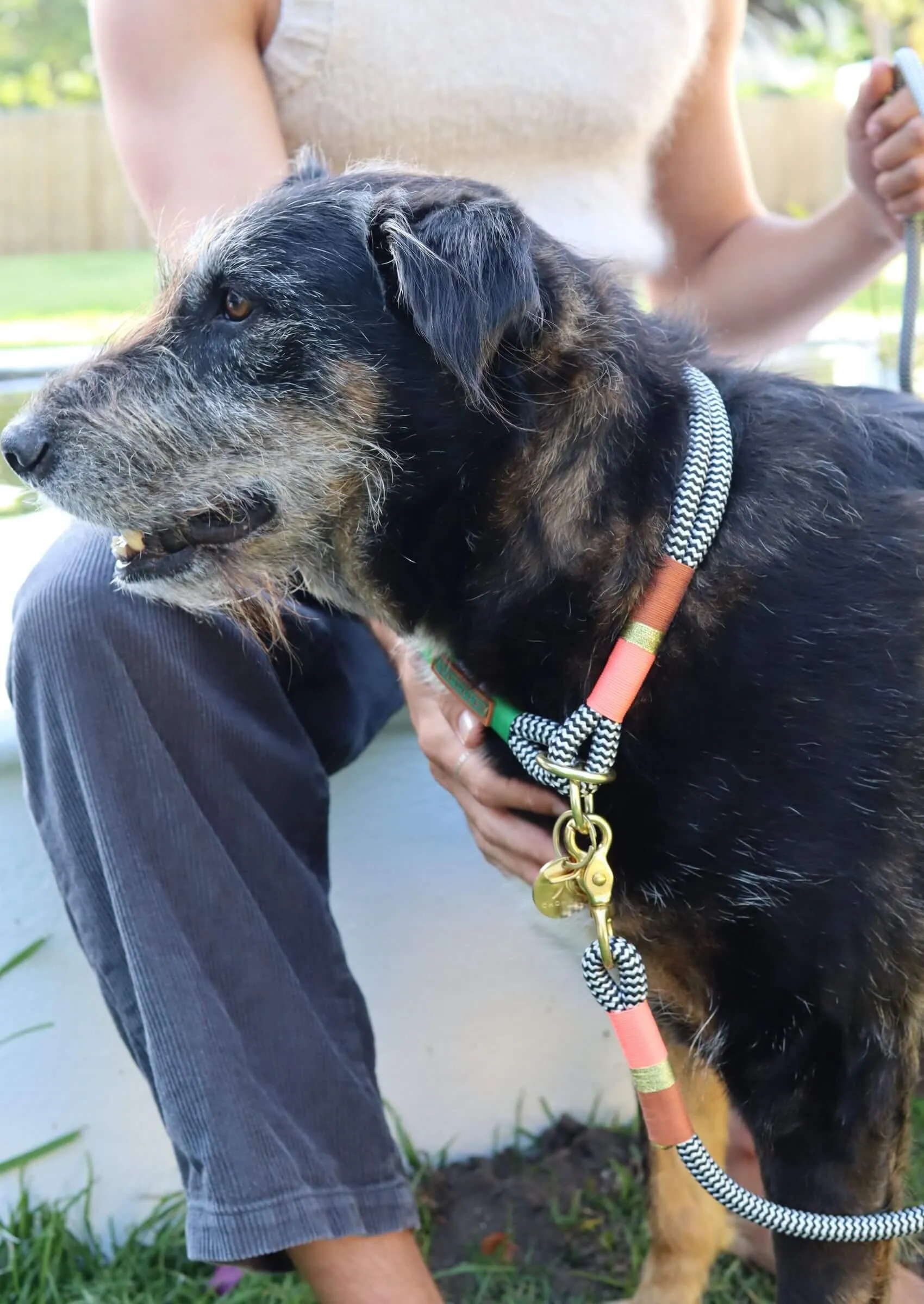 O-Ring Choker Dog Collar | Spring Bark